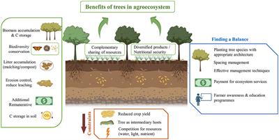 Cultivating debate: the dichotomy of trees in agroecosystems